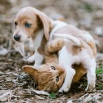 6 Tips for Bringing Cats and Dogs Together