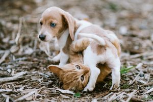 6 Tips for Bringing Cats and Dogs Together