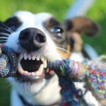 Popular Dog Breeds That Are Not Meant for Home