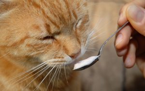 can-cats-eat-yogurt