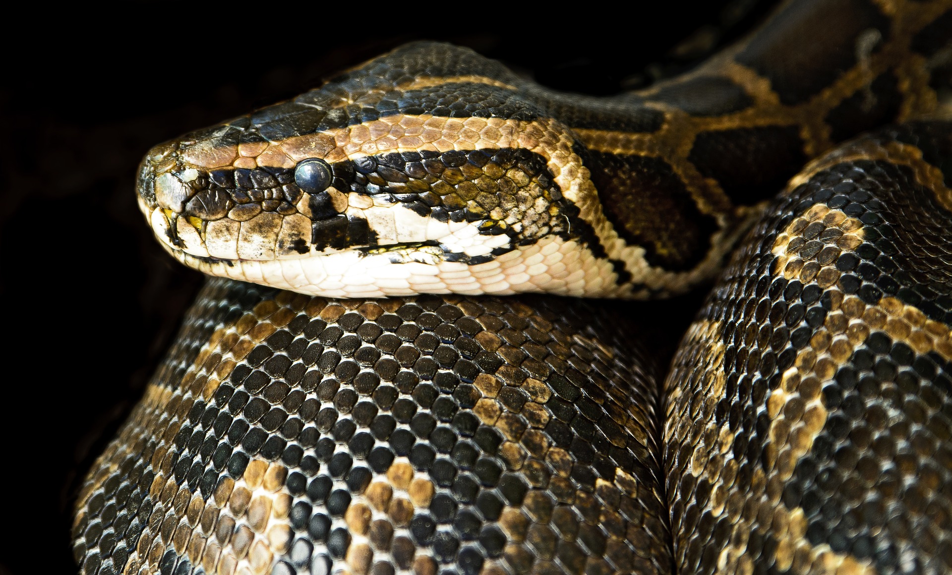 constrictor-