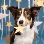 Dog Astrology: What Your Dogs’ Astrology Signs Say About Their Personality?