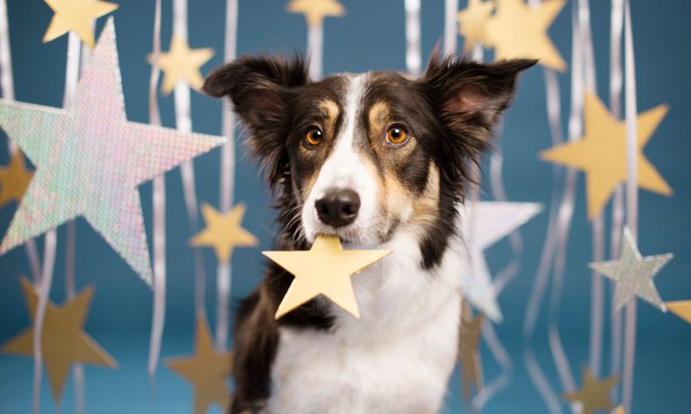 Dog Astrology: What Your Dogs’ Astrology Signs Say About Their Personality?
