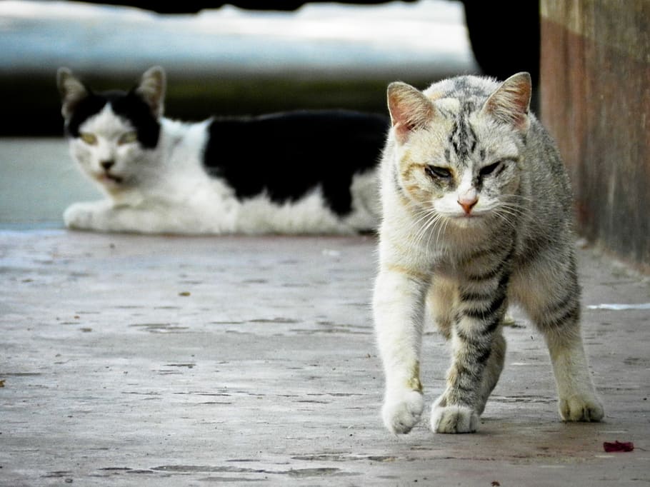 Behavioral Differences in Cats