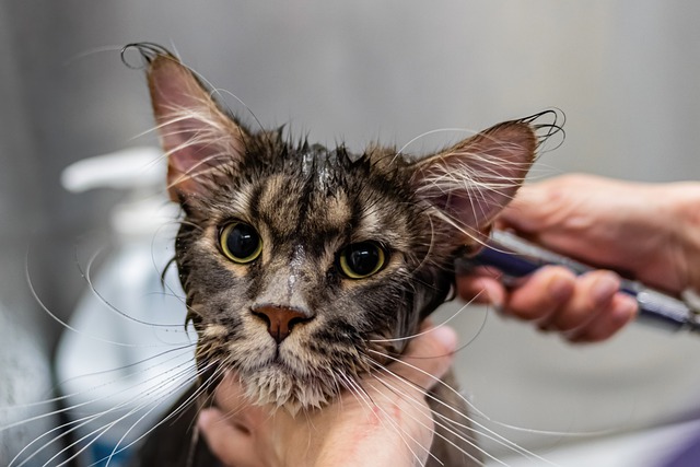 6 Easy Steps to Bathe Your Cat