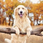 Biblical Names: The Best Puppy Names Inspired by the Bible (Part 3)