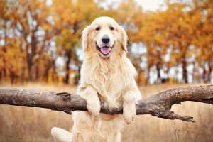 Biblical Names: The Best Puppy Names Inspired by the Bible (Part 3)