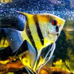 Fish in the Bible: Popular Bible Verses That Will Encourage You to Get a Pet Fish