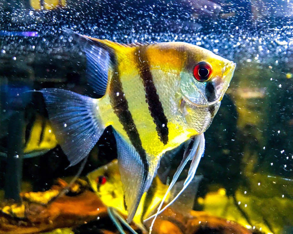 Fish in the Bible: Popular Bible Verses That Will Encourage You to Get a Pet Fish