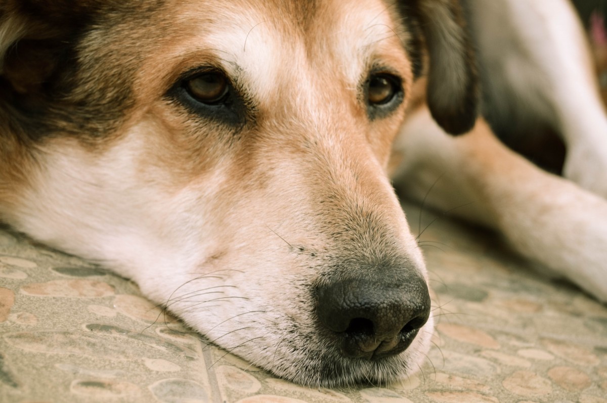 How to Prevent Dog Diseases