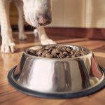 Healthy Homemade Dog Food Recipes Your Pooch Will Love