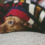 DIY Crafts for Dogs (Part 2)