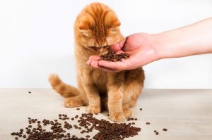How to Feed Your Cat