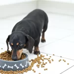 The Best Dog Food Brands, According to Experts and Veterinarians