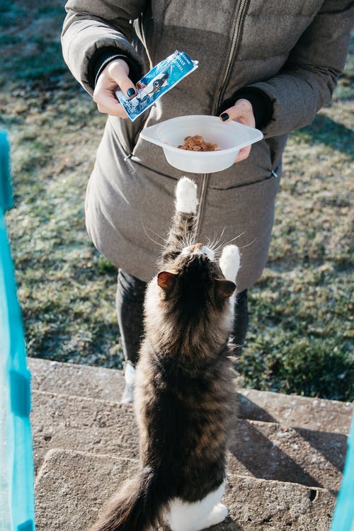 How to Feed a Neutered Cat