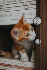 How Do Kittens Get Fed (2)
