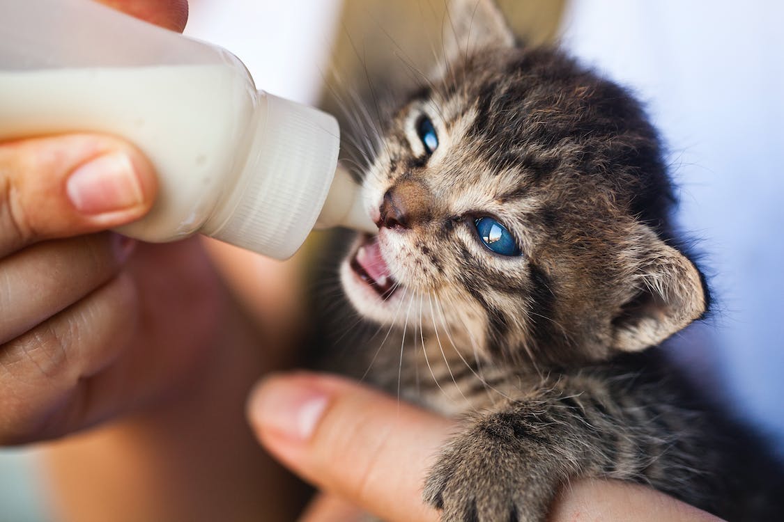 Can a Cat Drink Milk