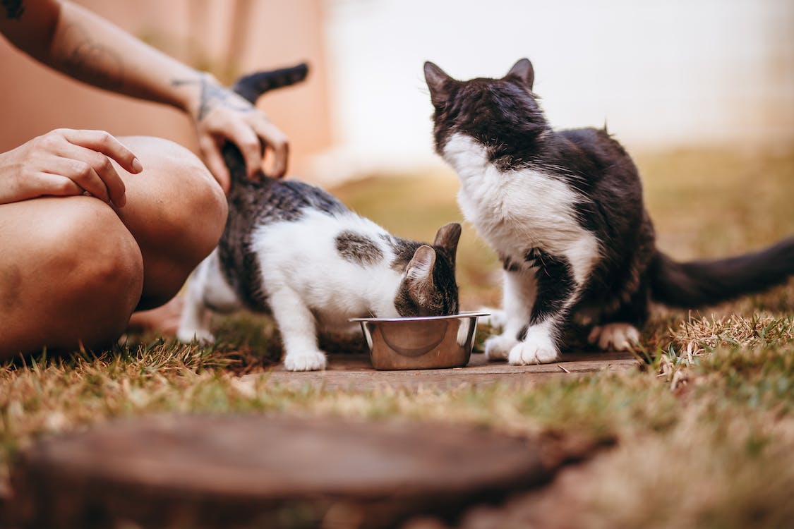 Tips on Feeding Your Cat Homemade Food