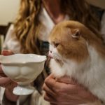What to Give Your Cat to Drink