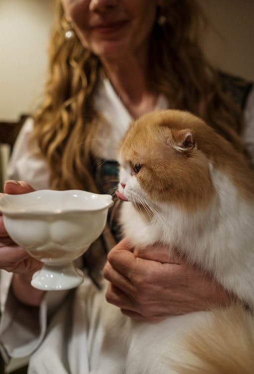 What to Give Your Cat to Drink