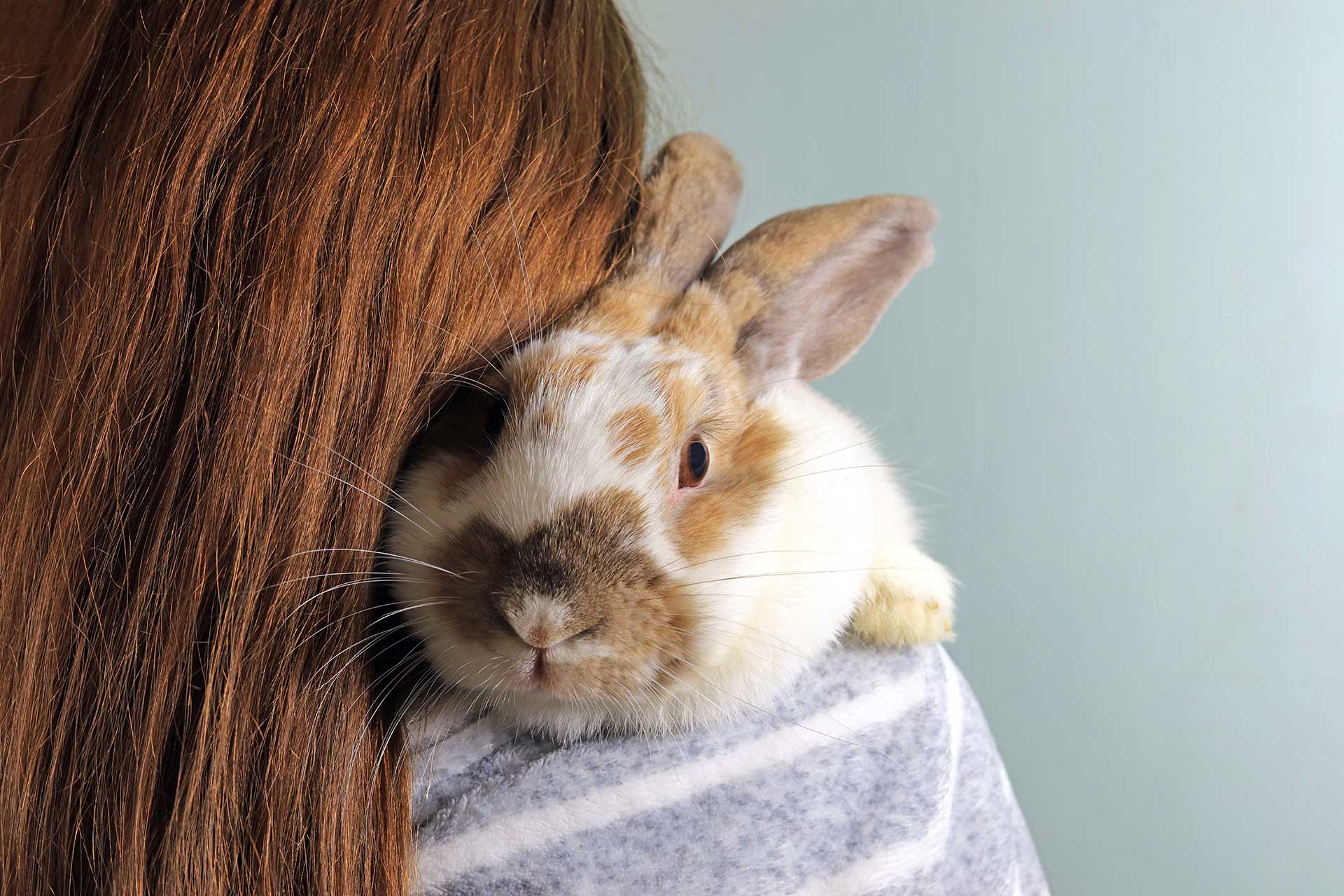 Caring for Your Pregnant Rabbit