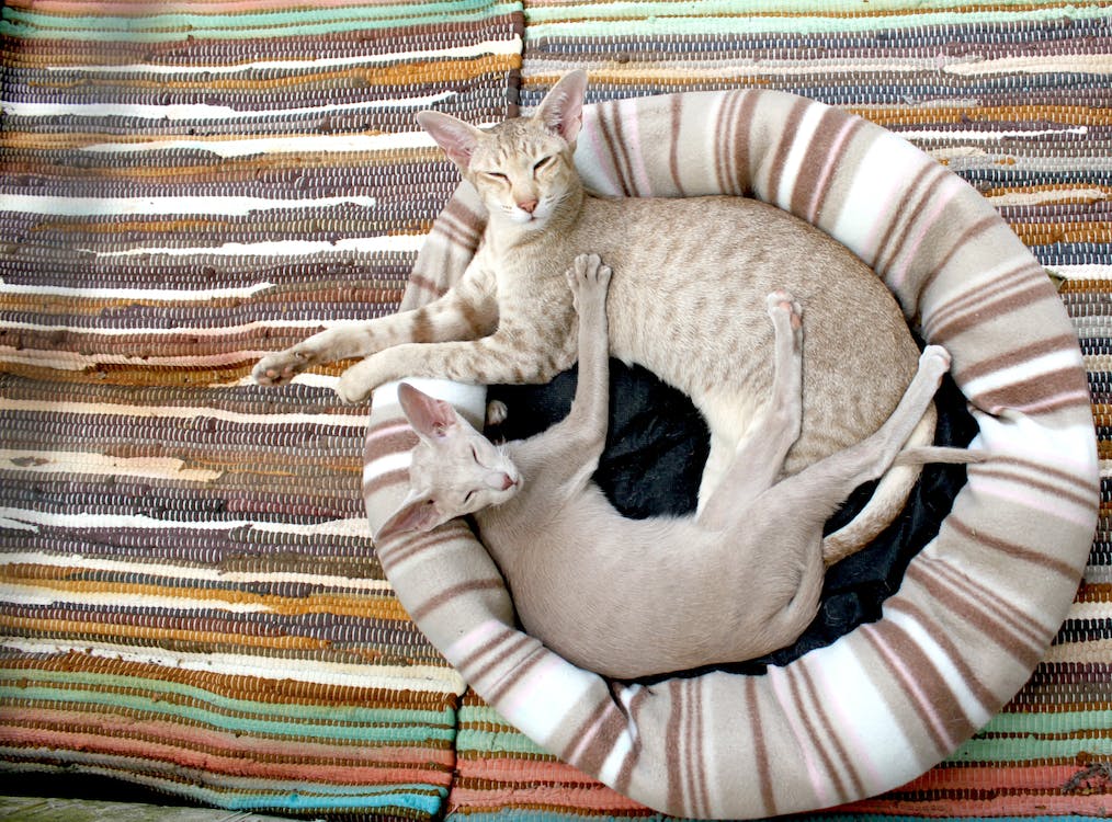 How to Choose a Cat Bed