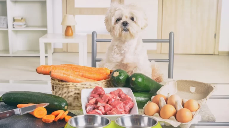 Healthy Homemade Dog Food Recipes Your Pooch Will Love (Part 2)