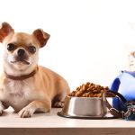 Best Online Pet Stores for Spoiling Your Pet