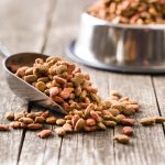 Switching Dog Food: Why and How