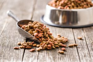 Switching Dog Food: Why and How