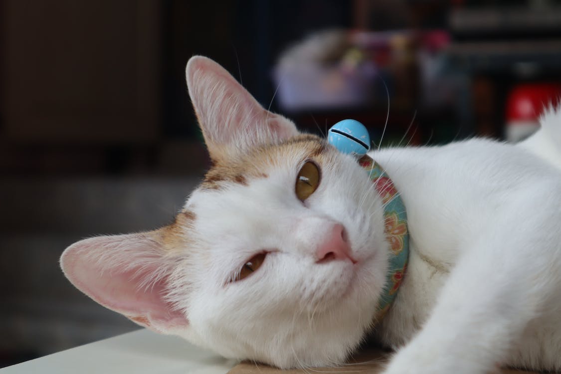 Why Buy a Flea Collar for Your Cat
