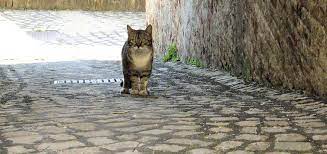 alley cat