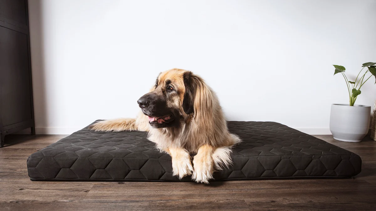 Which Are the Best Orthopedic Dog Beds?
