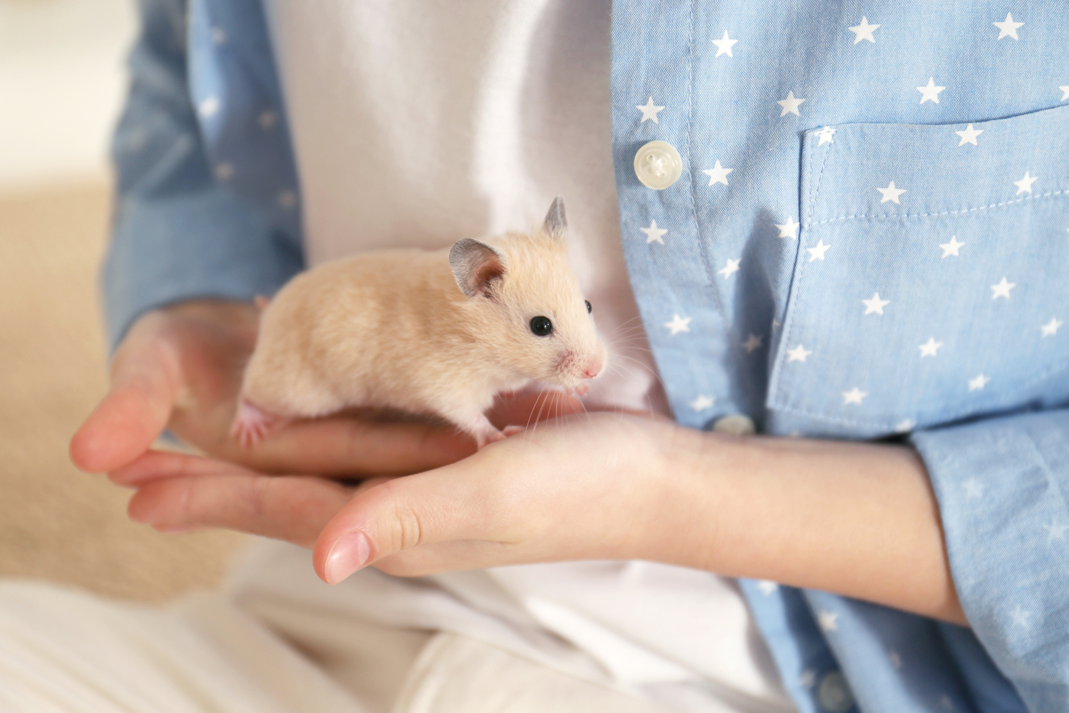 How to Tame a Hamster in 7 Easy-To-Follow Steps?