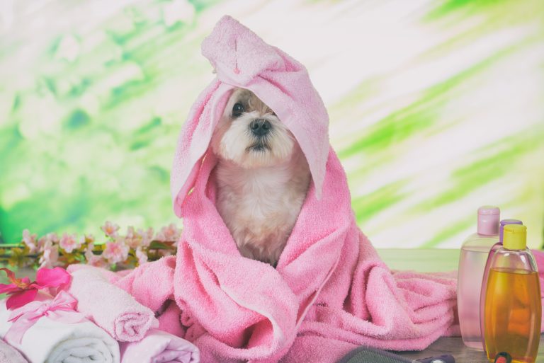 Homemade Dog Shampoos Are the Newest DIY Obsessions