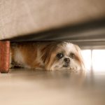 Thunderstorm Phobias in Pets: Causes and Signs