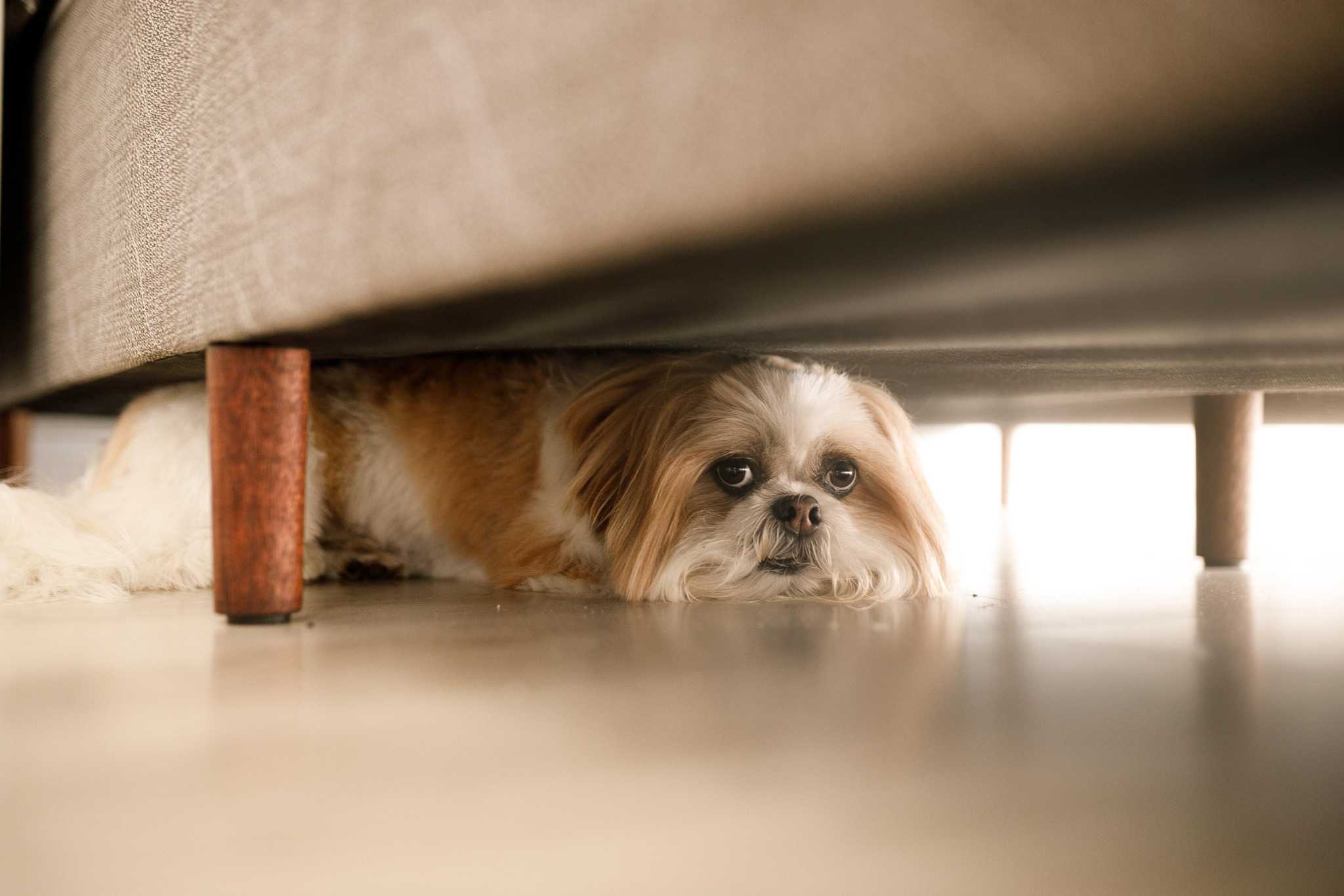 Thunderstorm Phobias in Pets: Causes and Signs