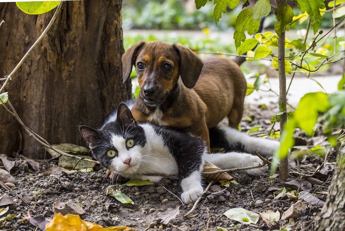 Can Your Cat Cohabitate With Others
