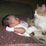 Cat and Baby: Tips for a Successful Cohabitation
