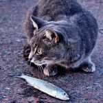 How Is Fish Important for Your Cat
