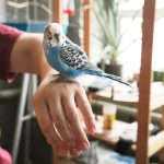 Why Birds Make Great Pets?