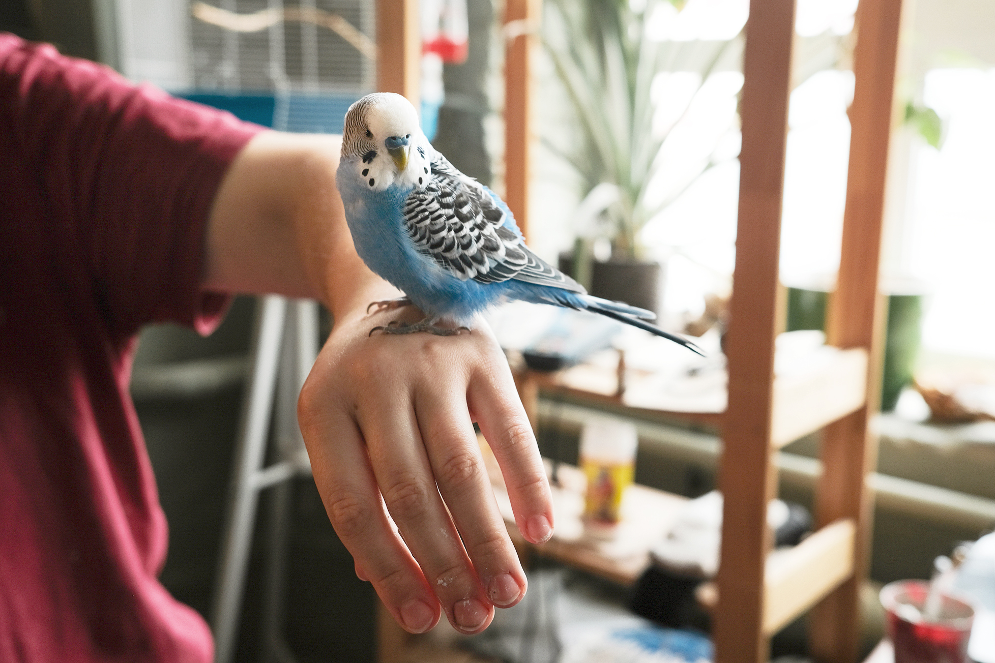Why Birds Make Great Pets?