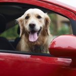 Are Dogs Good Driving Companions?