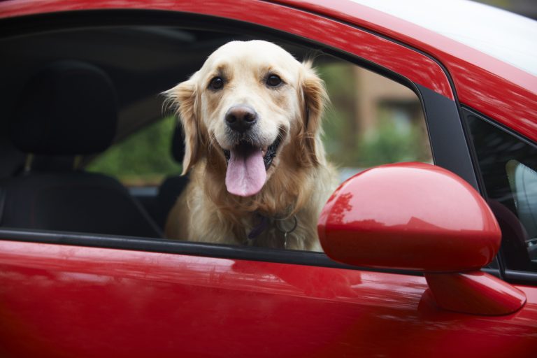 Are Dogs Good Driving Companions?