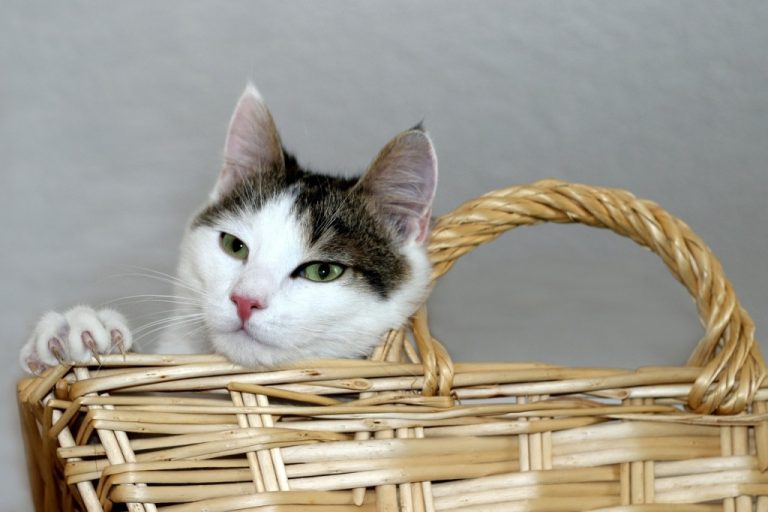 How to Choose Your Cat's Basket