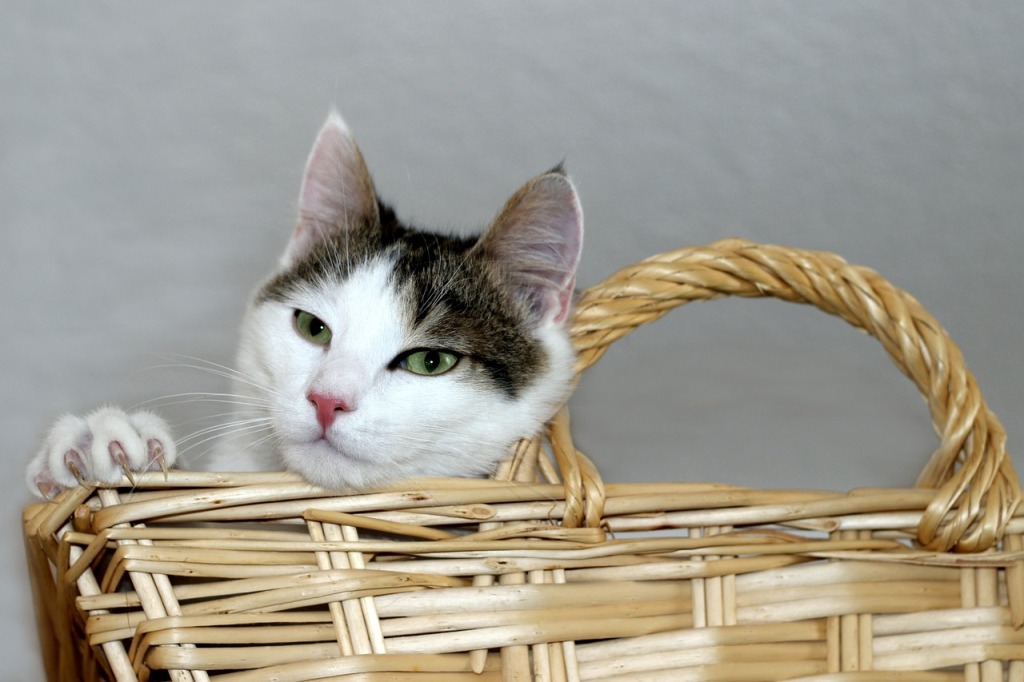 How to Choose Your Cat's Basket