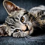Understanding Cat Language: Meowing and Purring