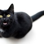 Why Your Cat is Meowing at Night