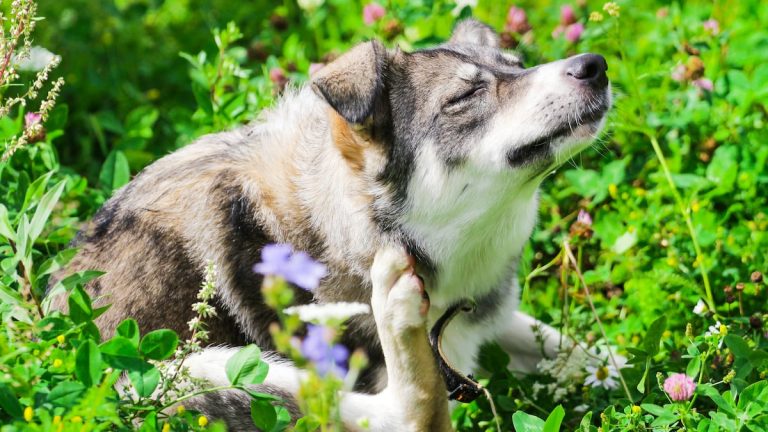 Dog Allergies: Symptoms and Treatment