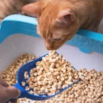 Finding the Purr-fect Fit: A Comprehensive Guide to Choosing the Best Cat Litter for Your Feline Friend